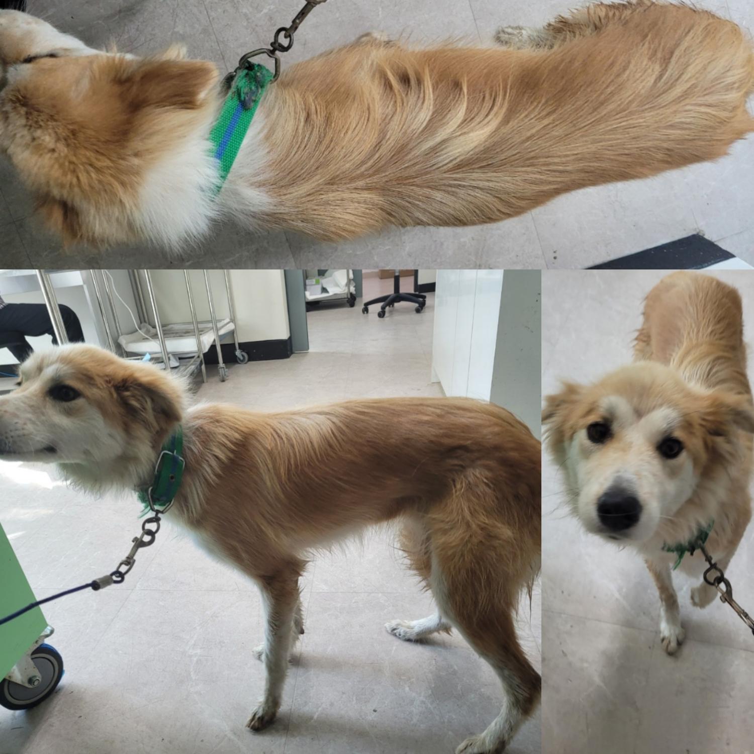 논산시 동물보호센터_444454202300712